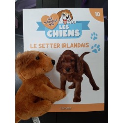 N°10 Le Setter Irlandais