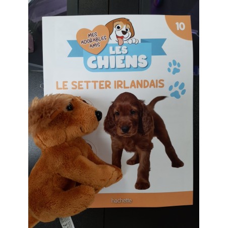 N°10 Le Setter Irlandais