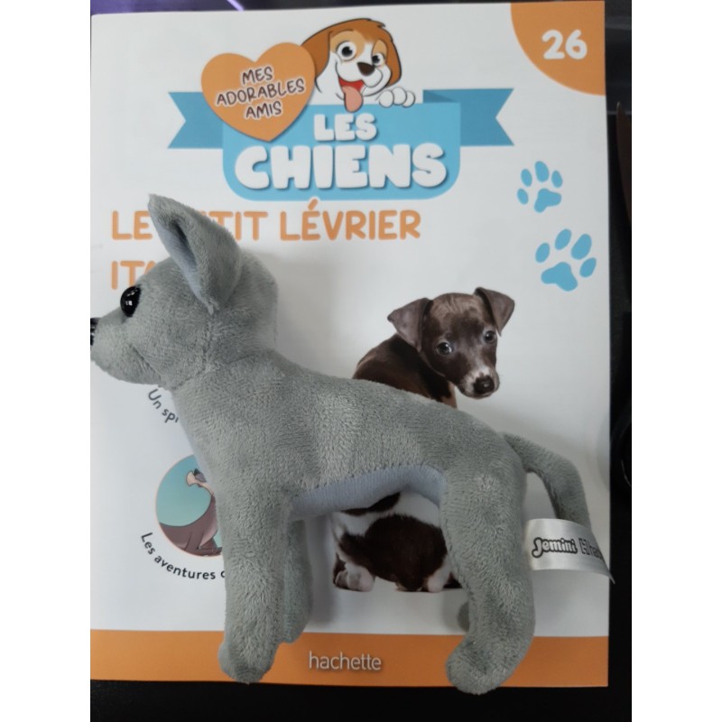 N°26 Le petit Lévrier Italien