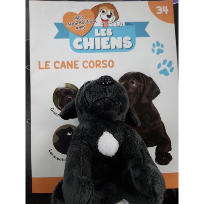 N°34 Le Cane Corso