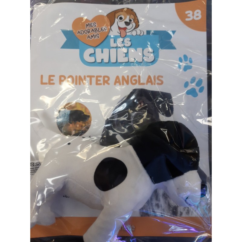 N°38 Le Pointer Anglais