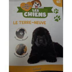 N°41 Le Terre-Neuve