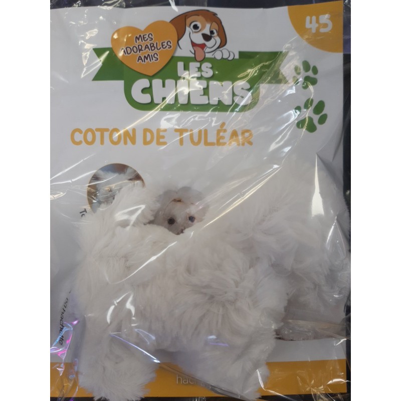 N°45 Coton de Tuléar